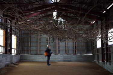 小豆島の木 tree of shodosima