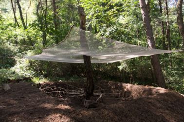 gangwon tree - cycle -