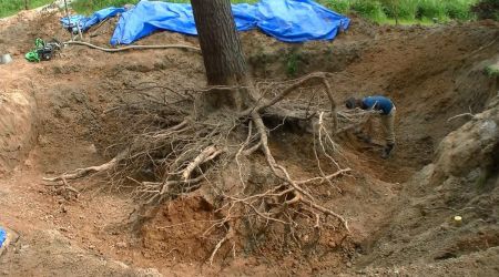 宇部の木 tree of ube