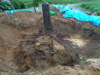 宇部の木 tree of ube