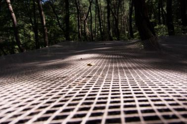 gangwon tree - cycle -