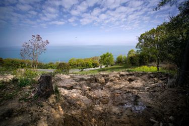 小豆島の木 tree of shodosima