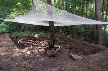 gangwon tree - cycle -