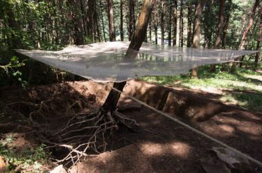 gangwon tree - cycle -