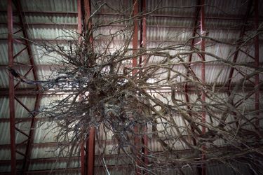 小豆島の木 tree of shodosima