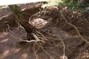 gangwon tree - cycle -