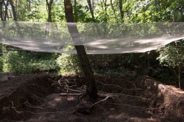 gangwon tree - cycle -