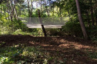 gangwon tree - cycle -