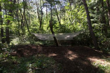 gangwon tree - cycle -