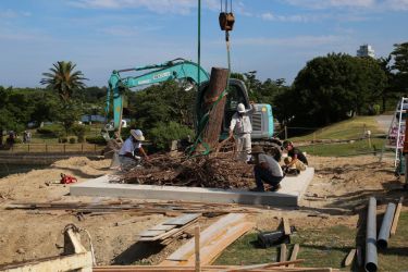 宇部の木 tree of ube