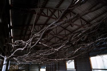 小豆島の木 tree of shodosima