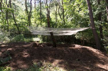 gangwon tree - cycle -