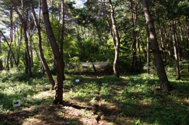 gangwon tree - cycle -