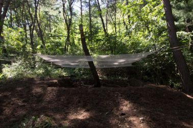 gangwon tree - cycle -