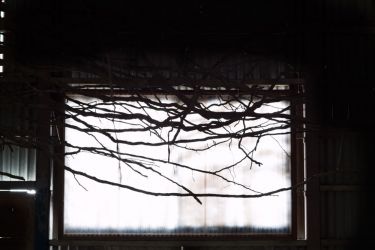 小豆島の木 tree of shodosima