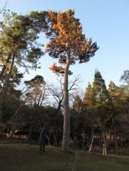 宇部の木 tree of ube