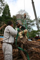 宇部の木 tree of ube