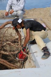 宇部の木 tree of ube