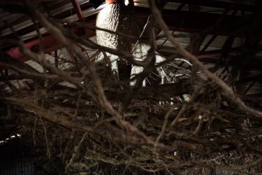 小豆島の木 tree of shodosima