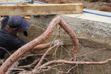 宇部の木 tree of ube