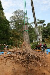 宇部の木 tree of ube