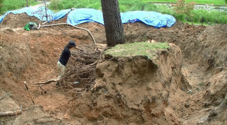 宇部の木 tree of ube