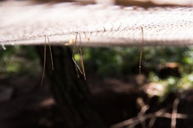 gangwon tree - cycle -