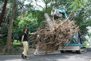 宇部の木 tree of ube