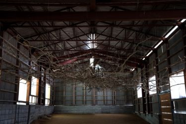 小豆島の木 tree of shodosima