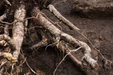 gangwon tree - cycle -