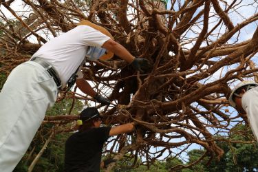 宇部の木 tree of ube