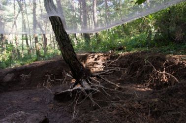 gangwon tree - cycle -